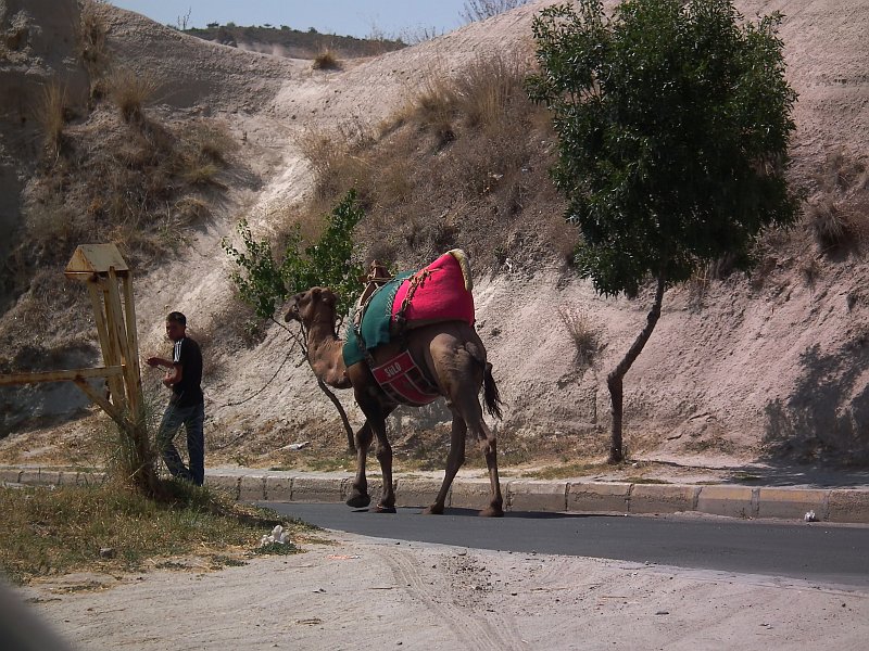 Turecki wielbłąd